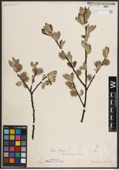 Foto von Salix caprea L.